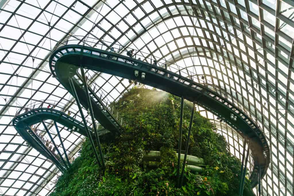cloud forest